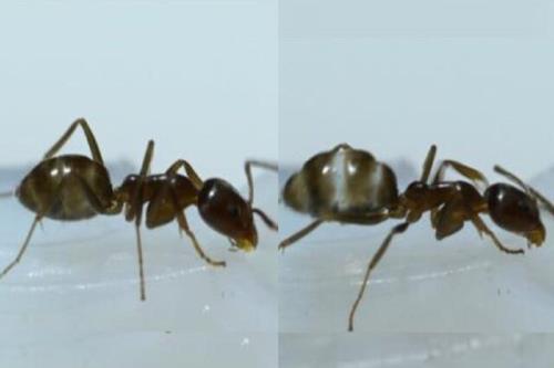 کافئین موجب بهبود ناوبری در مورچه ها شد